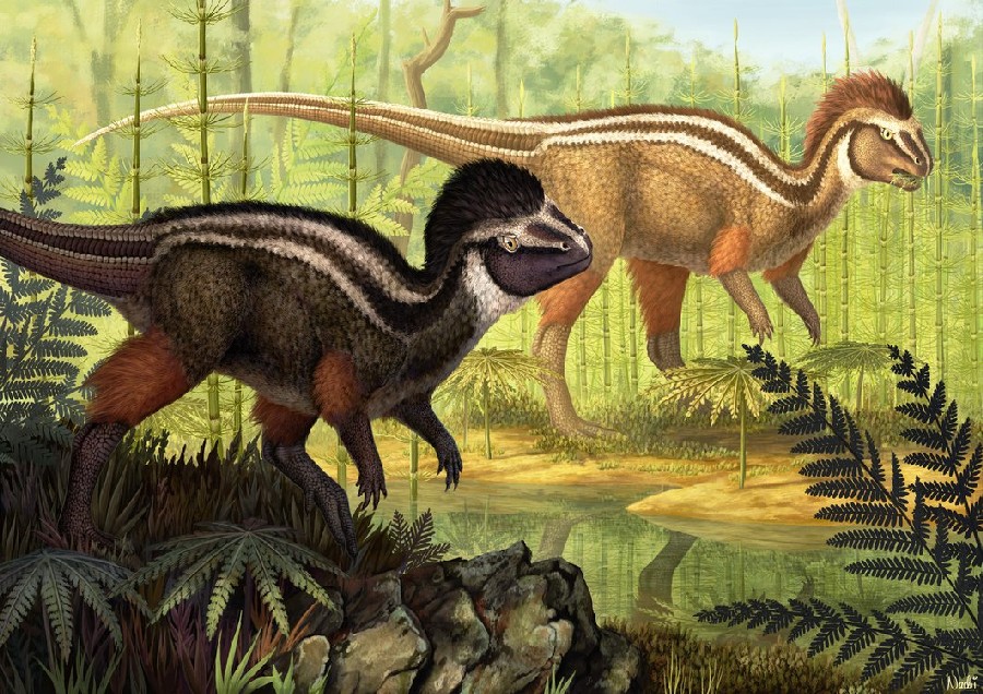 Kulindadromeus
